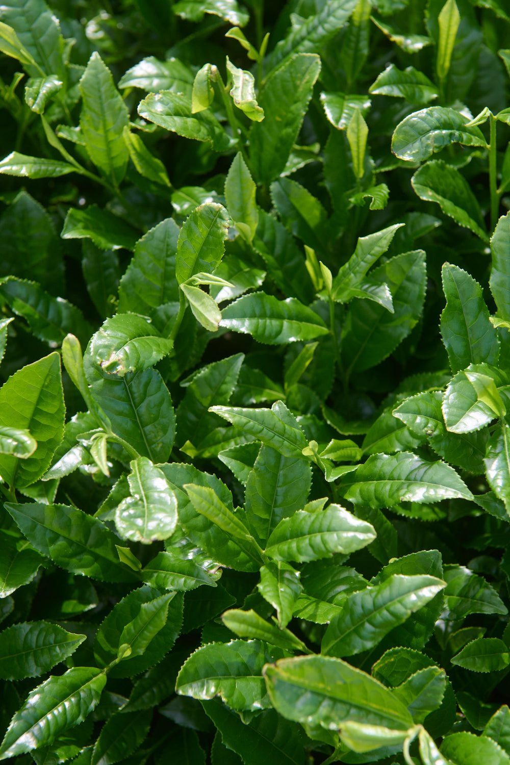 Fujisancha 1kg